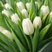  Ласковый взгляд- букет из белых тюльпанов 3